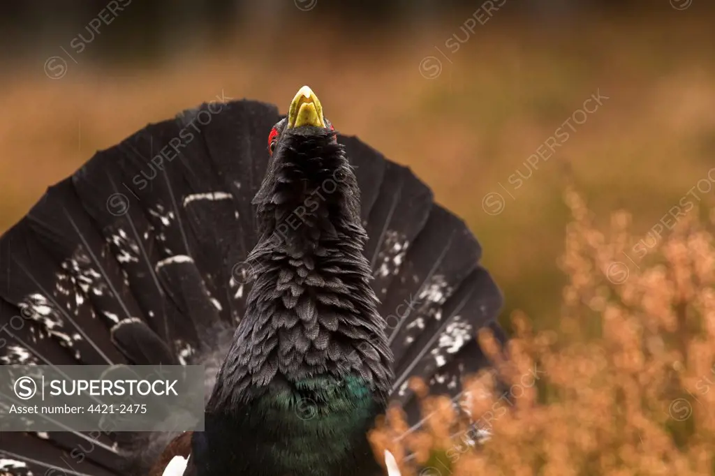 Western Capercaillie (Tetrao urogallus) adult male, displaying in pine forest, Cairngorm N.P., Highlands, Scotland, january