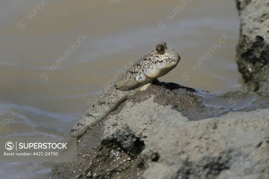 Mudskipper (Periophthalmus sp.) adult, climbing out of water, Gambia, january