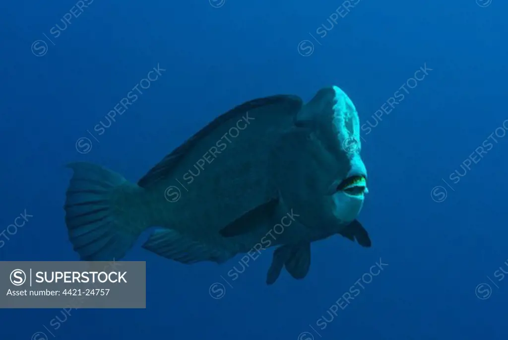 Bumphead Parrotfish (Bolbometopon muricatum) adult, swimming in open water, Ameth Point, Nusa Laut, near Ambon Island, Maluku Islands, Banda Sea, Indonesia