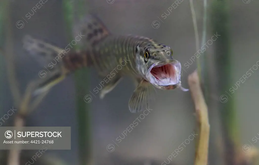 Northern Pike (Esox lucius) young, with mouth open, swimming, South Yorkshire, England, winter