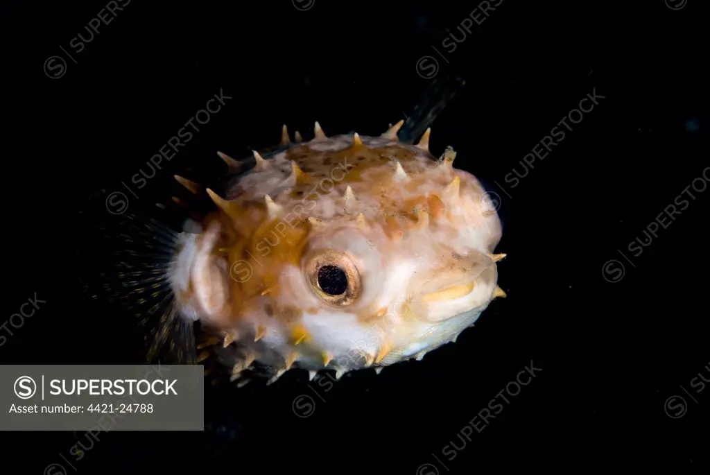 Long-spine Porcupinefish (Diodon holocanthus) juvenile, swimming, Lembeh Island, Sulawesi, Indonesia