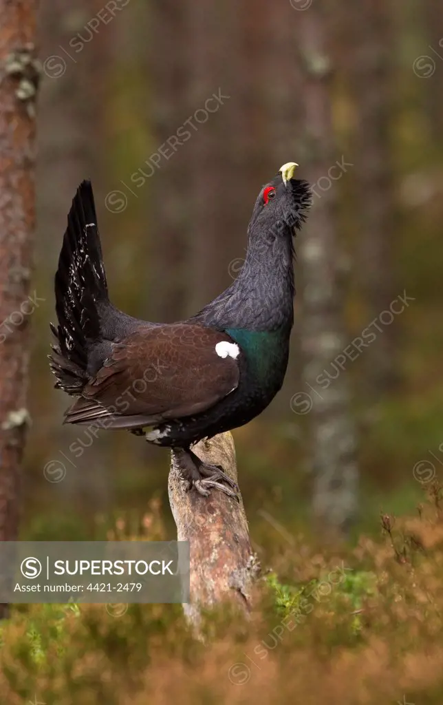 Western Capercaillie (Tetrao urogallus) adult male, displaying in pine forest, Cairngorm N.P., Highlands, Scotland, january