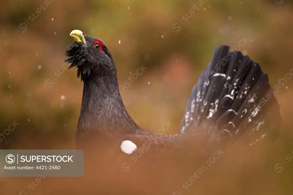 Western Capercaillie (Tetrao urogallus) adult male, displaying in pine forest during snowfall, Cairngorm N.P., Highlands, Scotland, january