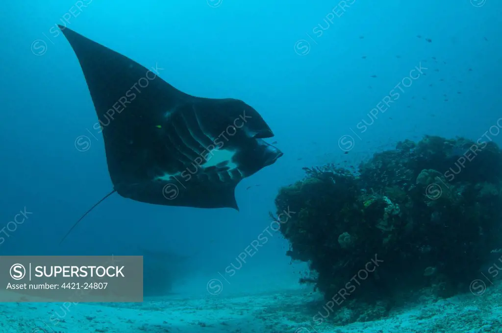 Manta Ray (Manta birostris) adult, feeding, swimming at edge of reef, Manta Sandy, Arborek, Dampier Straits, Raja Ampat, West Papua, New Guinea, Indonesia