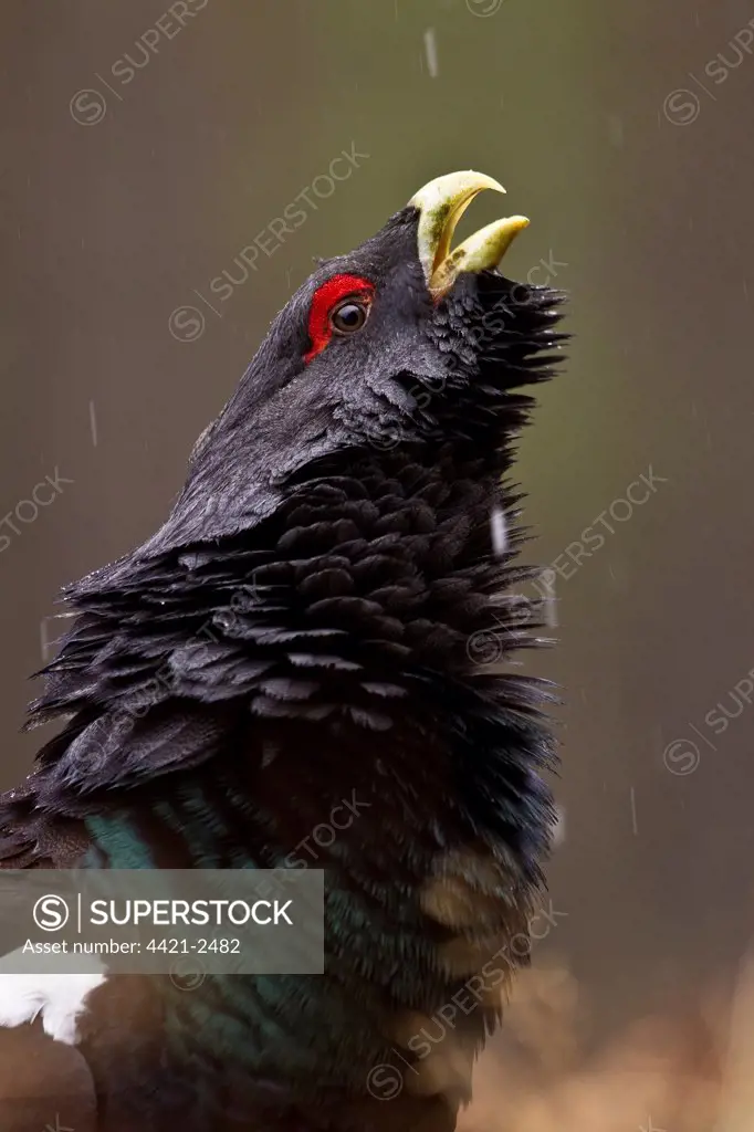 Western Capercaillie (Tetrao urogallus) adult male, close-up of head and neck, displaying in pine forest during snowfall, Cairngorm N.P., Highlands, Scotland, january