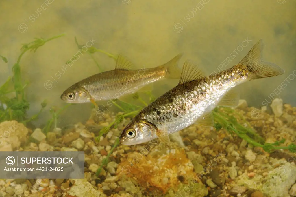 South European Roach (Rutilus rubilio) two adults, swimming, Italy, august