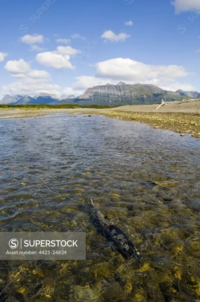 Chum Salmon (Oncorhynchus keta) adult, swimming up coastal creek on spawning migration, Katmai N.P., Alaska, U.S.A., august