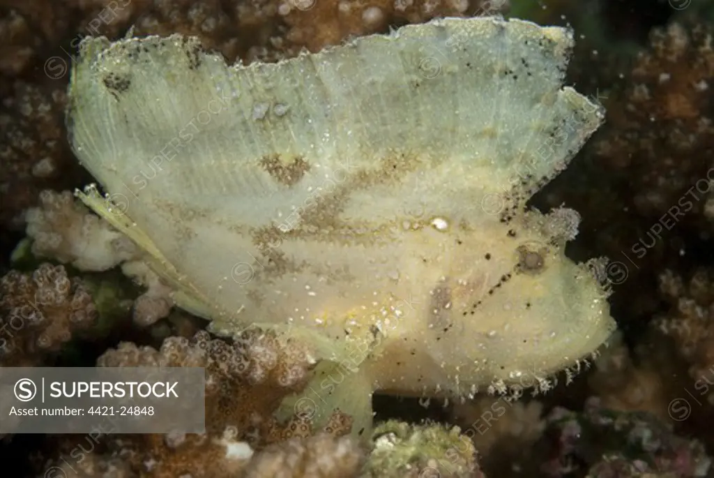 Leaf Scorpionfish (Taenianotus triacanthus) adult, on reef, Mabul Island, Sabah, Borneo, Malaysia