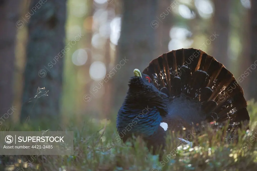 Western Capercaillie (Tetrao urogallus) rogue adult male, displaying in pine forest, Cairngorm N.P., Highlands, Scotland, march