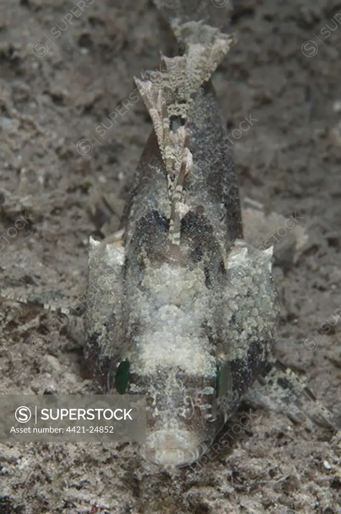 False Scorpionfish (Centrogenys vaigiensis) adult, camouflaged, Gam Island, Dampier Straits, Raja Ampat Islands (Four Kings), West Papua, New Guinea, Indonesia