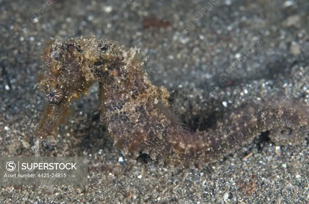 Moluccan Seahorse (Hippocampus moluccensis) adult, resting on sand, Lembeh Straits, Sulawesi, Sunda Islands, Indonesia