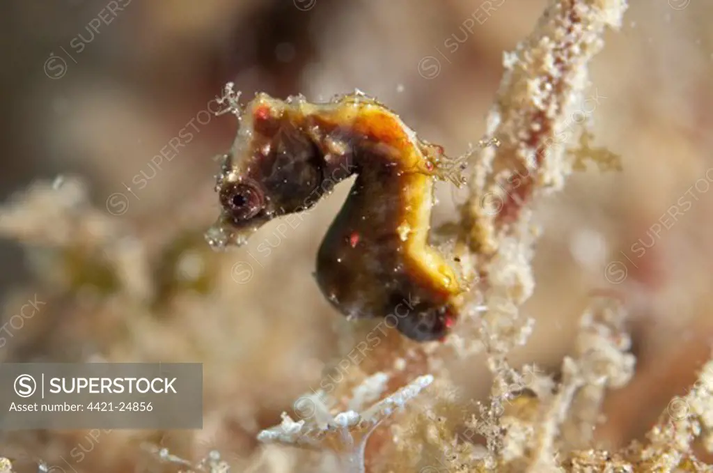 Weedy Pygmy Seahorse (Hippocampus pontohi) adult, Lembeh Straits, Sulawesi, Sunda Islands, Indonesia