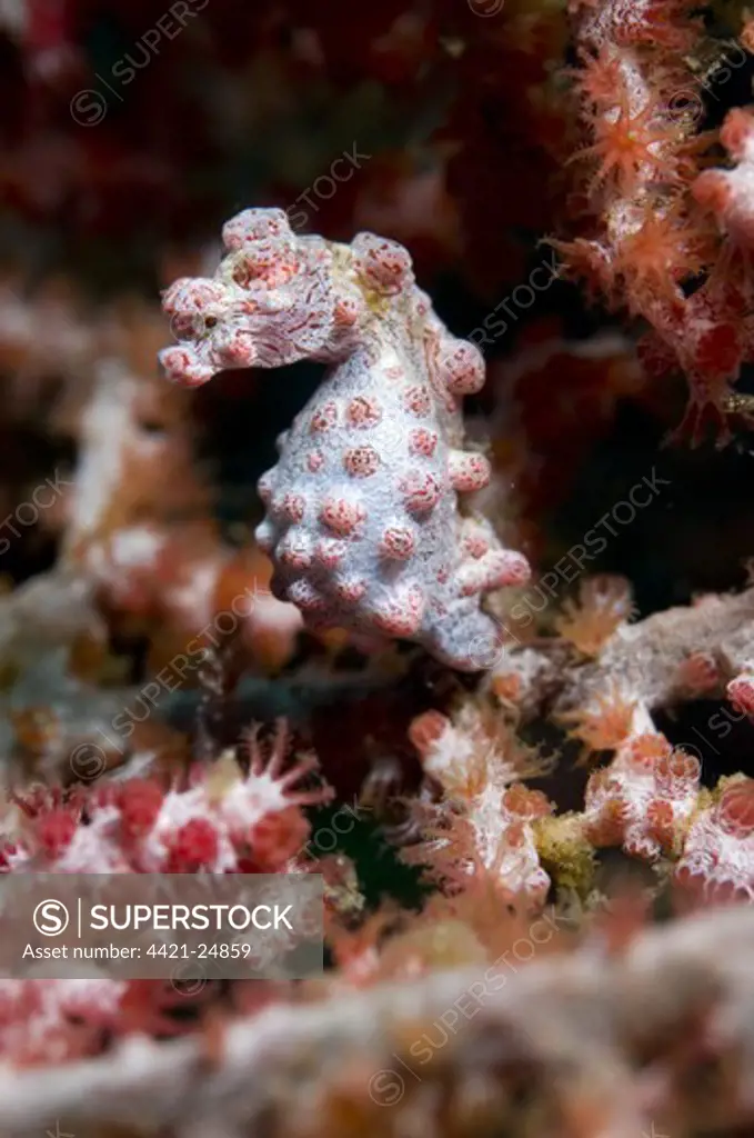 Pygmy Seahorse (Hippocampus bargibanti) adult, on seafan, Lembeh Island, Sulawesi, Indonesia