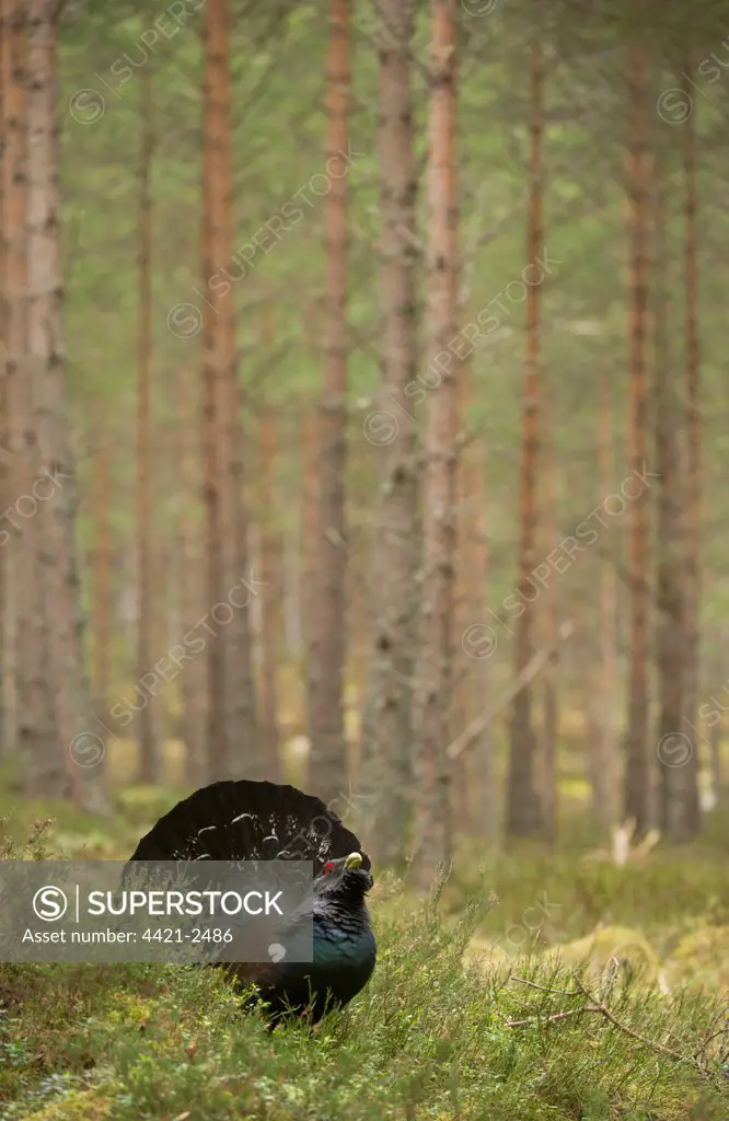 Western Capercaillie (Tetrao urogallus) rogue adult male, displaying in pine forest habitat, Cairngorm N.P., Highlands, Scotland, march