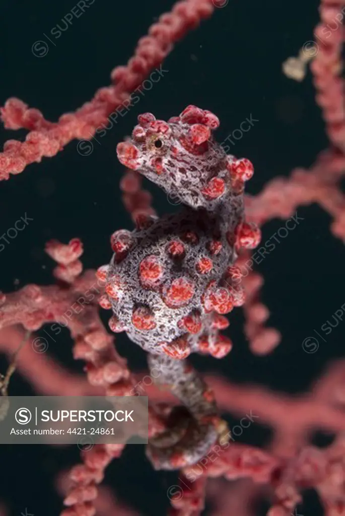 Pygmy Seahorse (Hippocampus bargibanti) adult, clinging to seafan, Lembeh Straits, Sulawesi, Sunda Islands, Indonesia