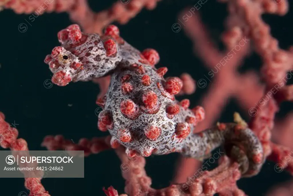 Pygmy Seahorse (Hippocampus bargibanti) adult, clinging to seafan, Lembeh Straits, Sulawesi, Sunda Islands, Indonesia