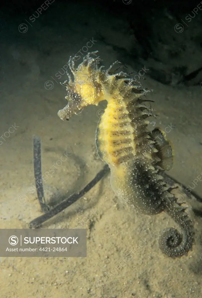 Long-snouted Seahorse (Hippocampus guttulatus) adult male, pregnant, swimming over sandy seabed, Studland Bay, Dorset, England, june