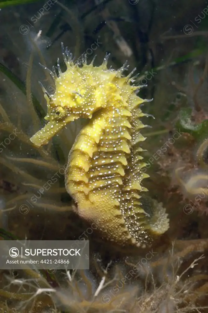 Long-snouted Seahorse (Hippocampus guttulatus) adult, Studland Bay, Dorset, England, june
