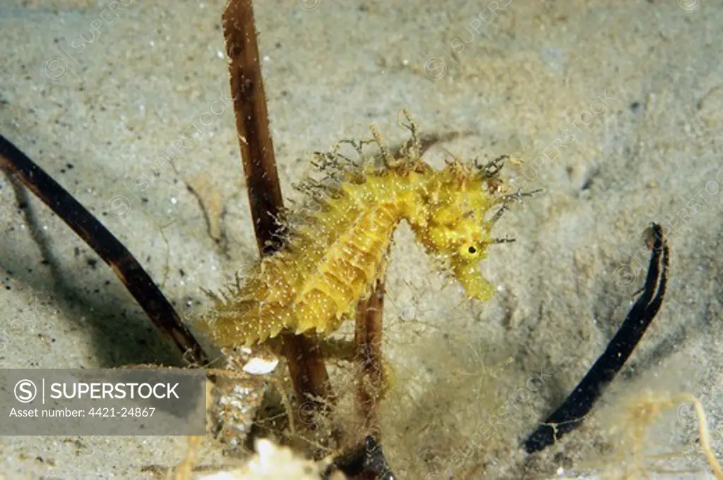 Long-snouted Seahorse (Hippocampus guttulatus) juvenile female, clinging to eelgrass, on sandy seabed, Studland Bay, Dorset, England, august