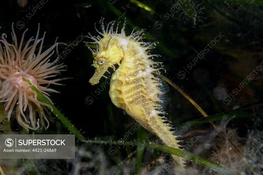 Long-snouted Seahorse (Hippocampus guttulatus) adult male, amongst eelgrass with Snakelocks Anemone, Studland Bay, Dorset, England, august