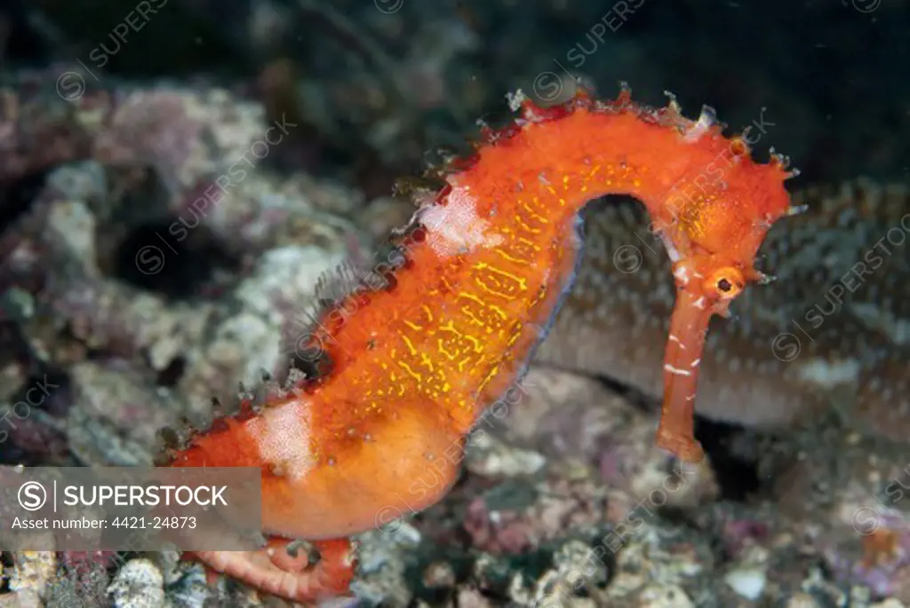Thorny Seahorse (Hippocampus histrix) adult male, pregnant, Lembeh Straits, Sulawesi, Sunda Islands, Indonesia