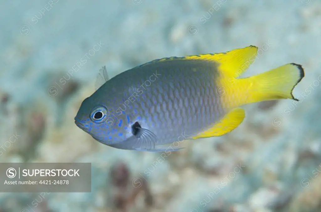 Black-margined Damsel (Pomacentrus nigromarginatus) adult, swimming in reef, Uhak Reef, Wetar Island, Barat Daya Islands, Lesser Sunda Islands, Maluku Province, Indonesia