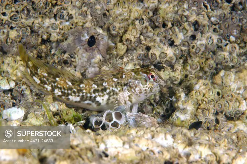 Shanny (Lipophrys pholis) adult, camouflaged amongst barnacles, Torbay, Devon, England, may