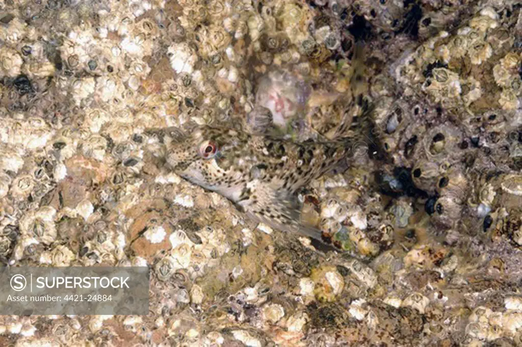 Shanny (Lipophrys pholis) adult, camouflaged amongst barnacles, Torbay, Devon, England, may