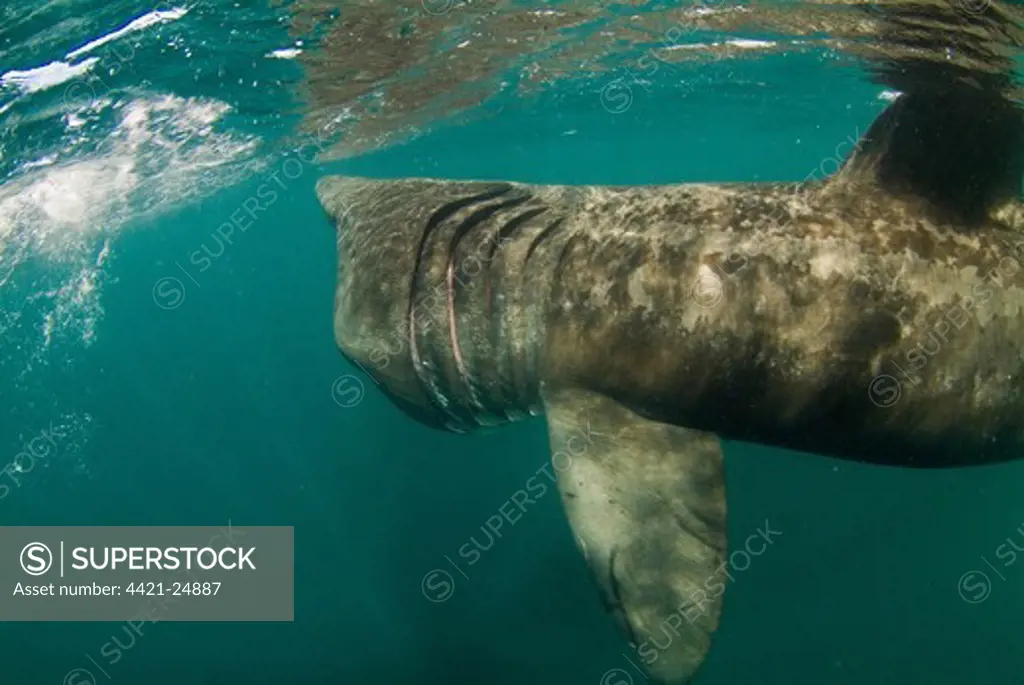Basking Shark (Cetorhinus maximus) adult, feeding just below surface, gill slits visable, Cornwall, England, summer