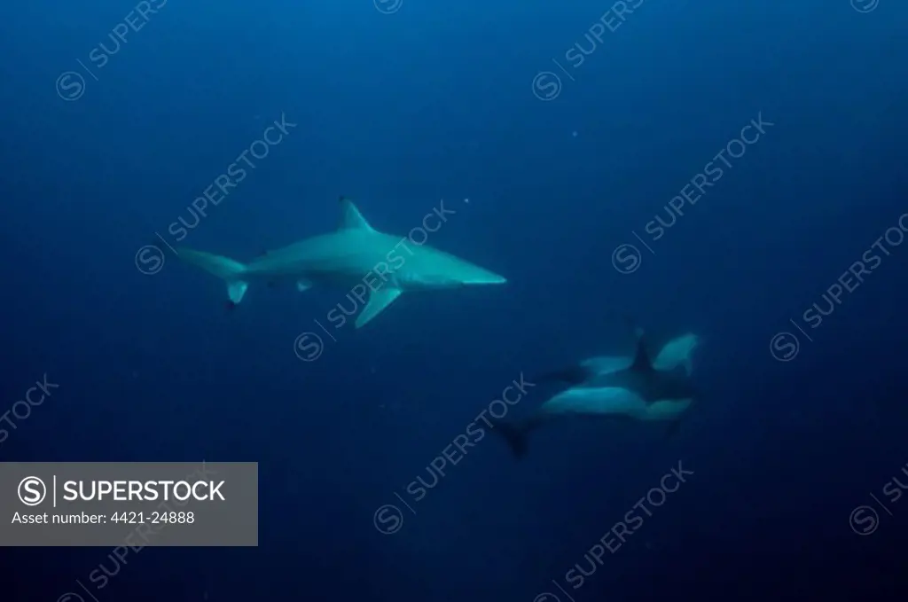 Blacktip Shark (Carcharhinus limbatus) and Long-beaked Common Dolphin (Delphinus capensis) adults, swimming in open water, offshore Port St. Johns, 'Wild Coast', Eastern Cape (Transkei), South Africa, july