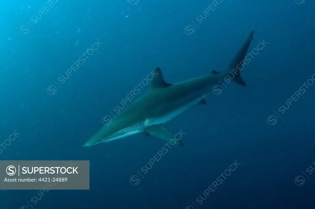 Blacktip Shark (Carcharhinus limbatus) adult, swimming in open water, offshore Port St. Johns, 'Wild Coast', Eastern Cape (Transkei), South Africa, july