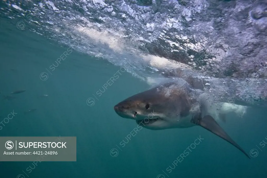 Great White Shark (Carcharodon charcharias) adult, swimming at surface of sea, Dyer Island, Gaansbai, Western Cape, South Africa