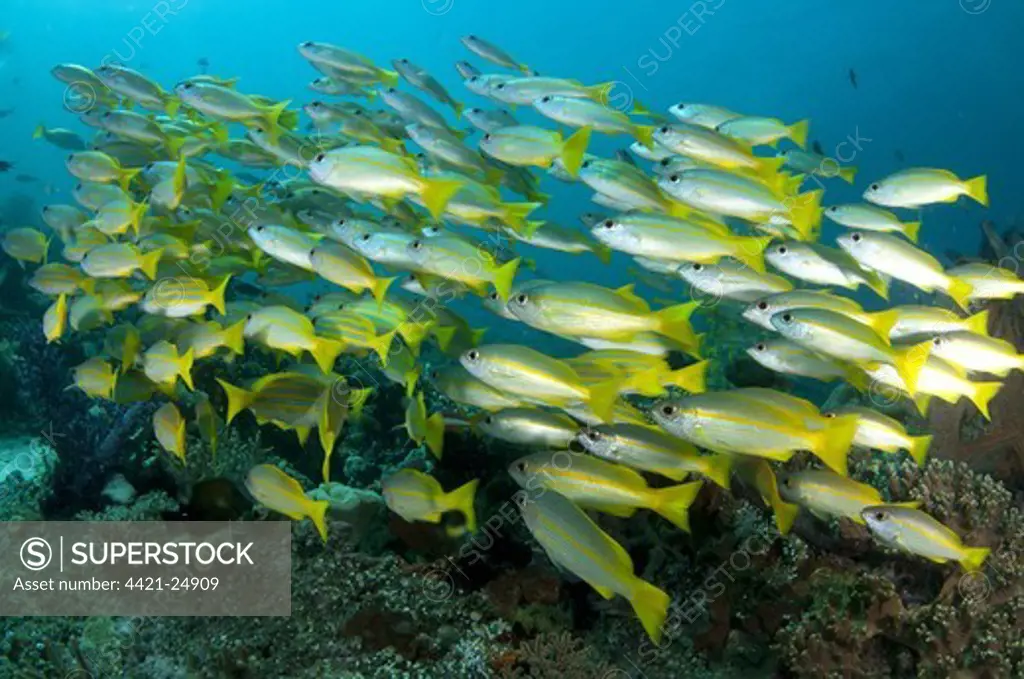 Bigeye Snapper (Lutjanus lutjanus) shoal, swimming over reef, Gam Island, Dampier Straits, Raja Ampat Islands (Four Kings), West Papua, New Guinea, Indonesia