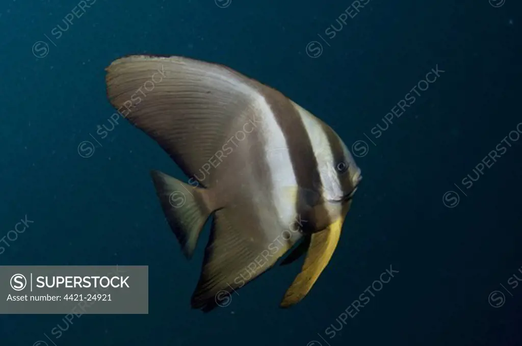 Golden Spadefish (Platax boersii) juvenile, swimming in open water, Mioskon, Dampier Straits, Raja Ampat, West Papua, New Guinea, Indonesia