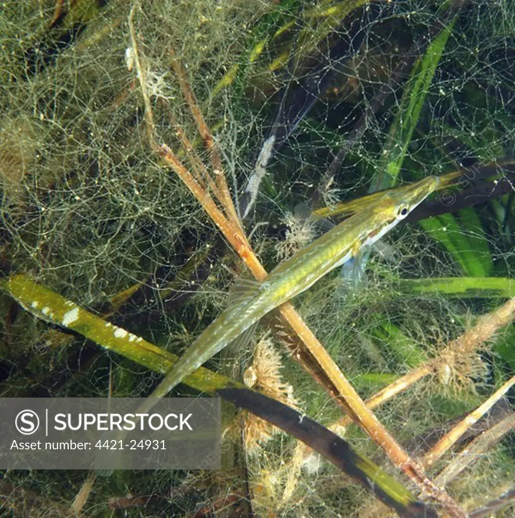 Fifteen-spined Stickleback (Spinachia spinachia) adult, swimming amongst eelgrass, Studland Bay, Dorset, England, august