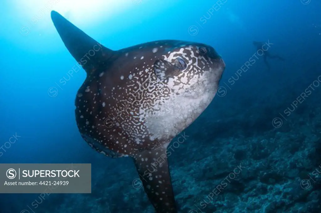 Ocean Sunfish (Mola mola) adult, swimming near diver, Batu Abah, Nusa Penida, Bali, Lesser Sunda Islands, Indonesia