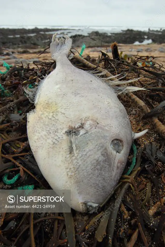 Grey Triggerfish (Balistes capriscus) dead adult, washed up on beach strandline, Widemouth Bay, Cornwall, England, january
