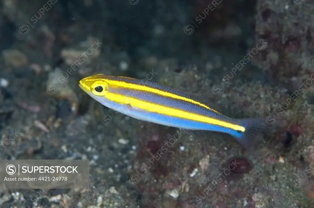 Double Whiptail (Pentapodus emeryii) juvenile, Lembeh Straits, Sulawesi, Sunda Islands, Indonesia