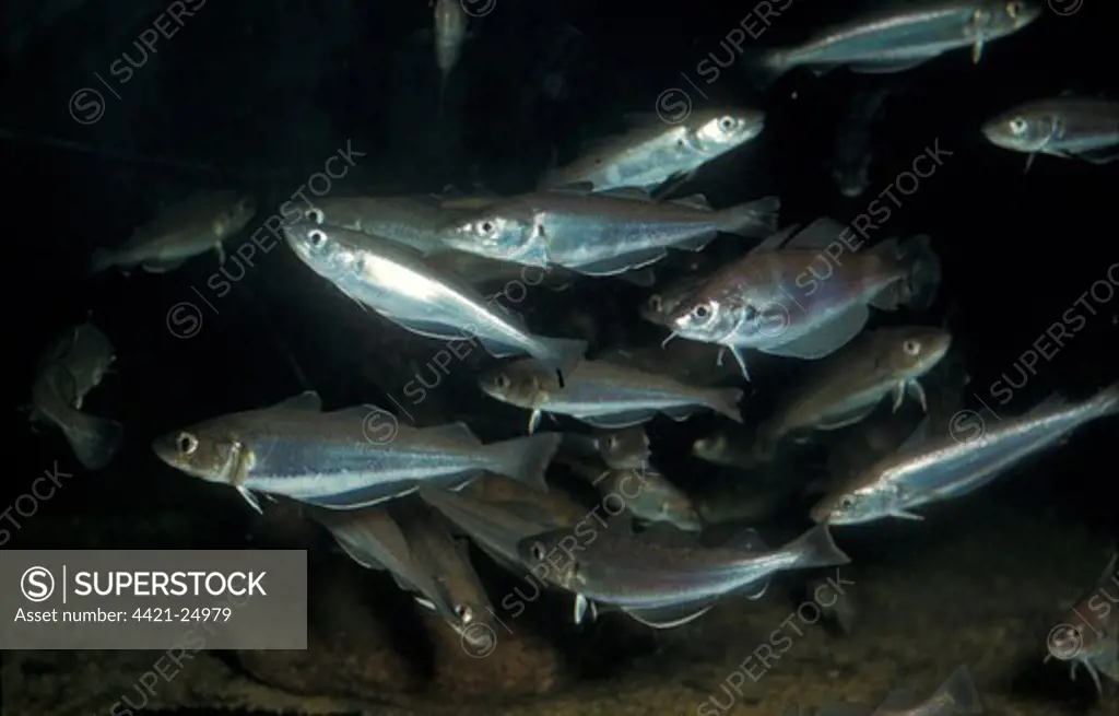 Fish - Whiting (Merlangius merlangus) A shoal with a few pout (Trisopterus luscus)
