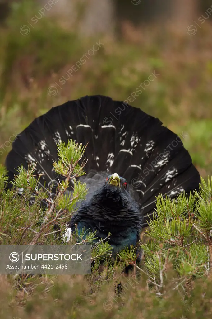Western Capercaillie (Tetrao urogallus) adult male, rogue displaying in coniferous forest, Cairngorms, Highlands, Scotland, january