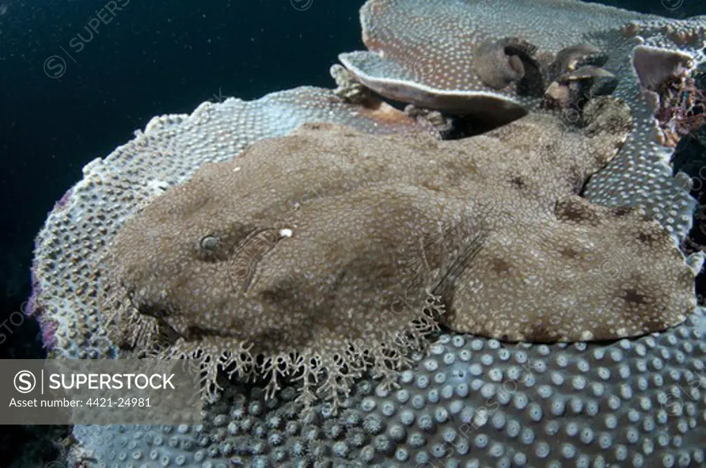 Tasselled Wobbegong (Eucrossorhinus dasypogon) adult, resting on Coral (Cyphastrea seralia) in reef, Mioskon, Dampier Straits, Raja Ampat, West Papua, New Guinea, Indonesia