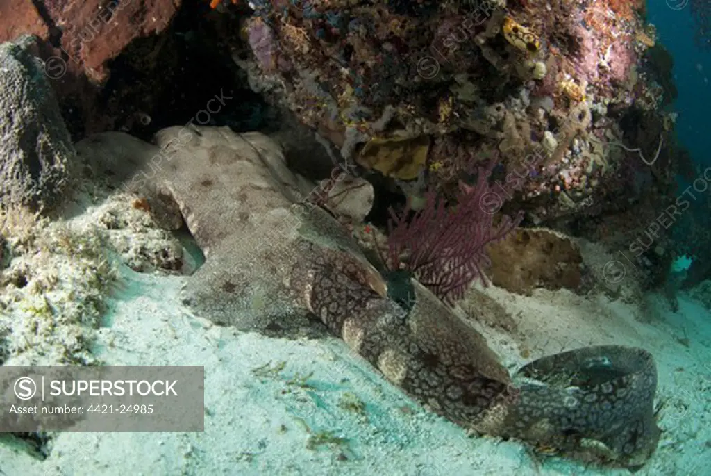 Tasselled Wobbegong (Eucrossorhinus dasypogon) adult, resting in hole, Gam Island, Dampier Straits, Raja Ampat Islands (Four Kings), West Papua, New Guinea, Indonesia