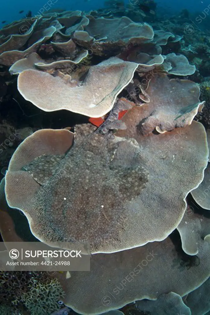 Tasselled Wobbegong (Eucrossorhinus dasypogon) adult, resting on coral, Penemu Island, Raja Ampat Islands (Four Kings), West Papua, New Guinea, Indonesia