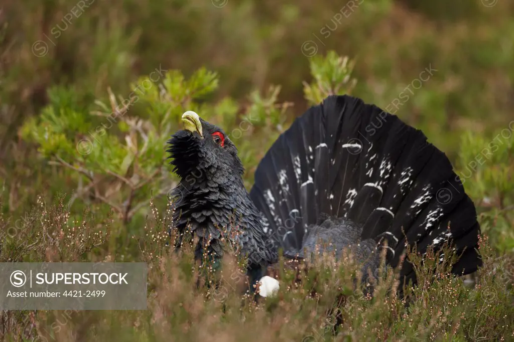 Western Capercaillie (Tetrao urogallus) adult male, rogue displaying in coniferous forest, Cairngorms, Highlands, Scotland, january