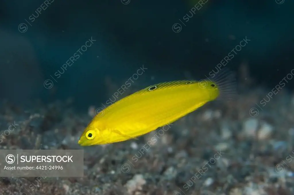 Canary Wrasse (Halichoeres chrysus) adult, swimming, 'Blue Water Muck' dive site, Uhak River, Wetar Island, Barat Daya Islands, Lesser Sunda Islands, Maluku Province, Indonesia