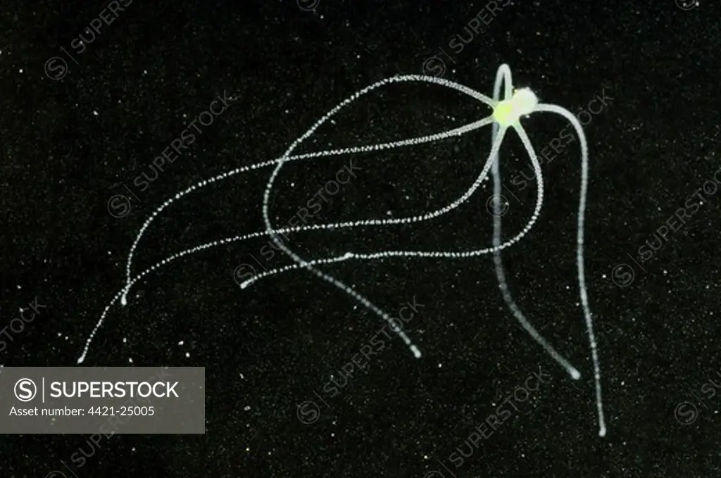 Hydra (Hydra viridis) with tentacles extended, Italy, june