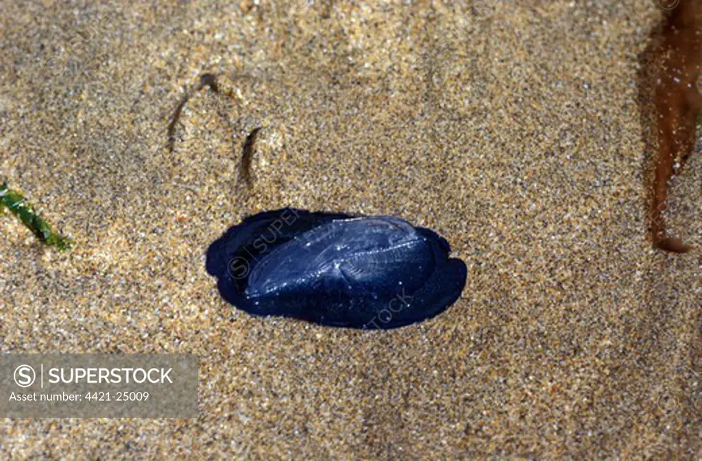 Jellyfish  - By-the-wind-Sailor (Velella velella) Stranded on sea shore