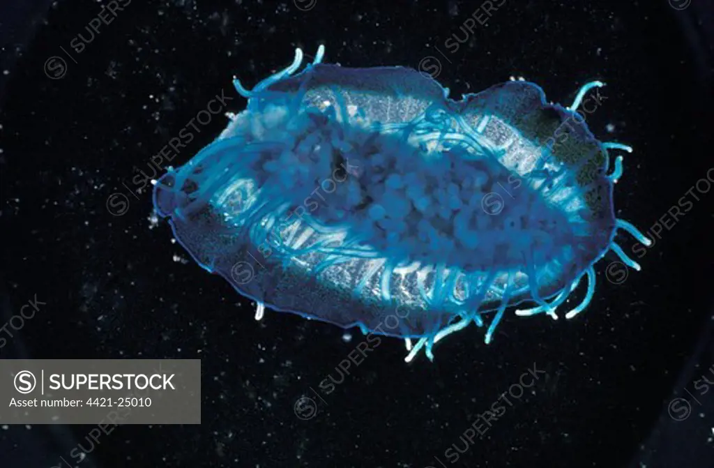 Bythe Wind Sailor Jellyfish (Velella velella) Underside
