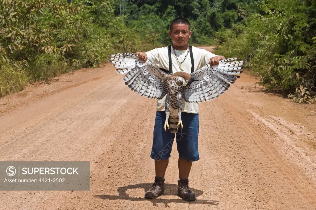 Ornate Hawk-eagle (Spizaetus ornatus) adult, dead, road casualty held by guide, Iwokrama Rainforest, Guiana Shield, Guyana, october