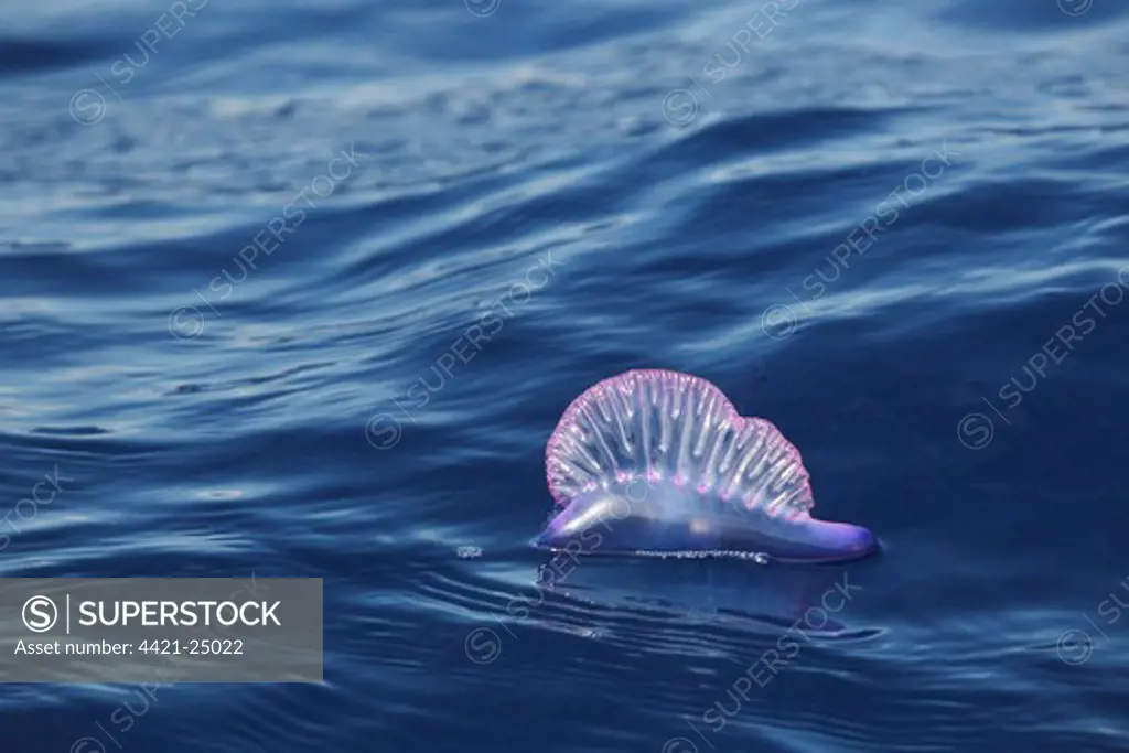 Portuguese Man of War (Physalia physalis) floating on ocean surface, Azores, august
